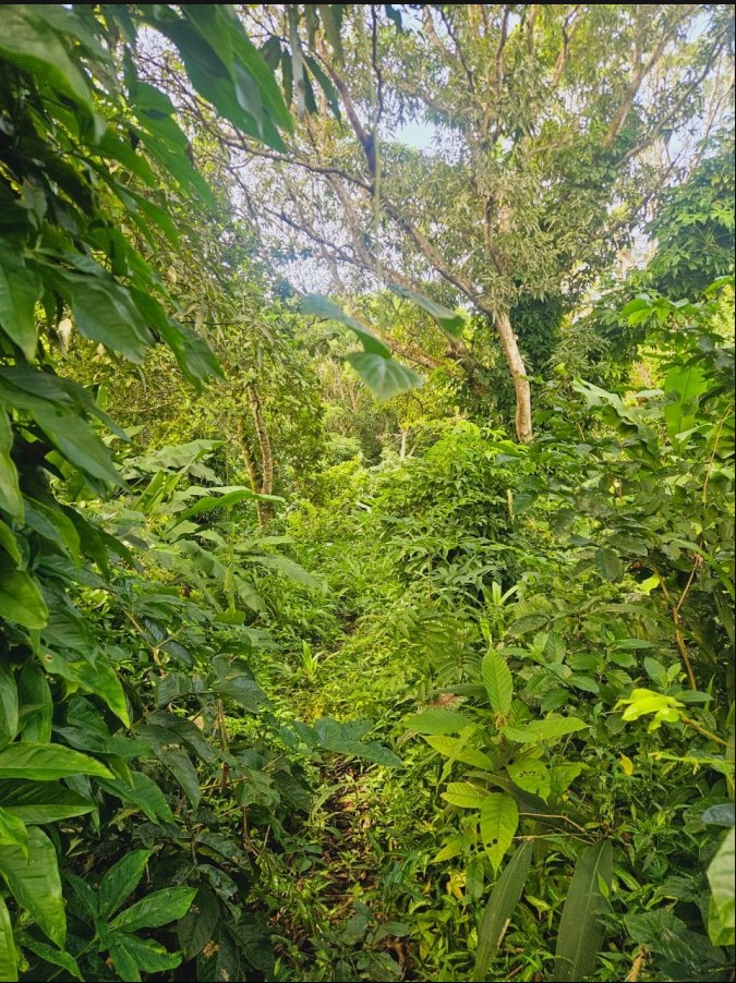 Terreno exclusivo com 2.600 m² no coração de Trancoso, próximo ao Quadrado e às praias em Porto Seguro/BA